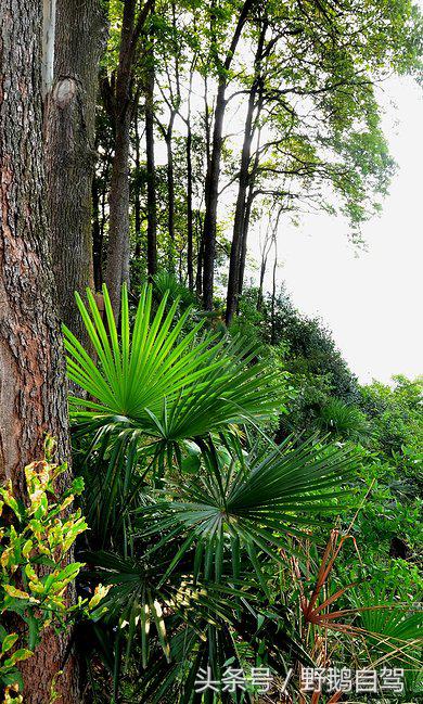 房车自驾阆中古城游玩攻略,野鹅自驾霞云岭