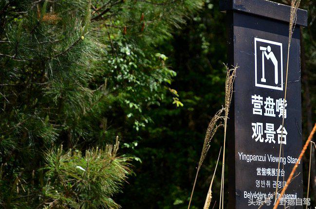 新疆野鹅自驾游视频,野鹅圣诞节自驾游