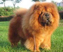 松狮幼犬萌宠,萌宠成长系列松狮犬