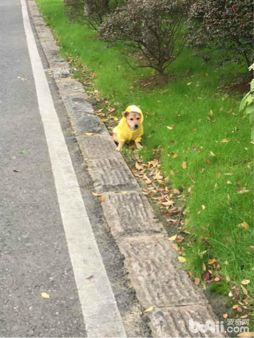 捡了一只土狗养大了,捡了一条流浪狗又把它放走了