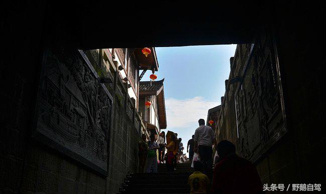 新疆野鹅自驾游视频,野鹅圣诞节自驾游