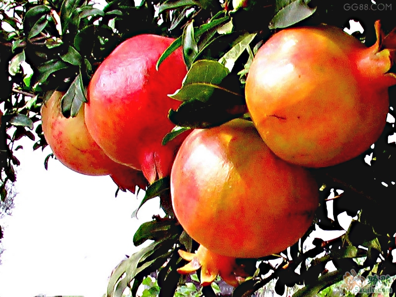 什么石榴最好吃营养最好,什么样的石榴好吃图