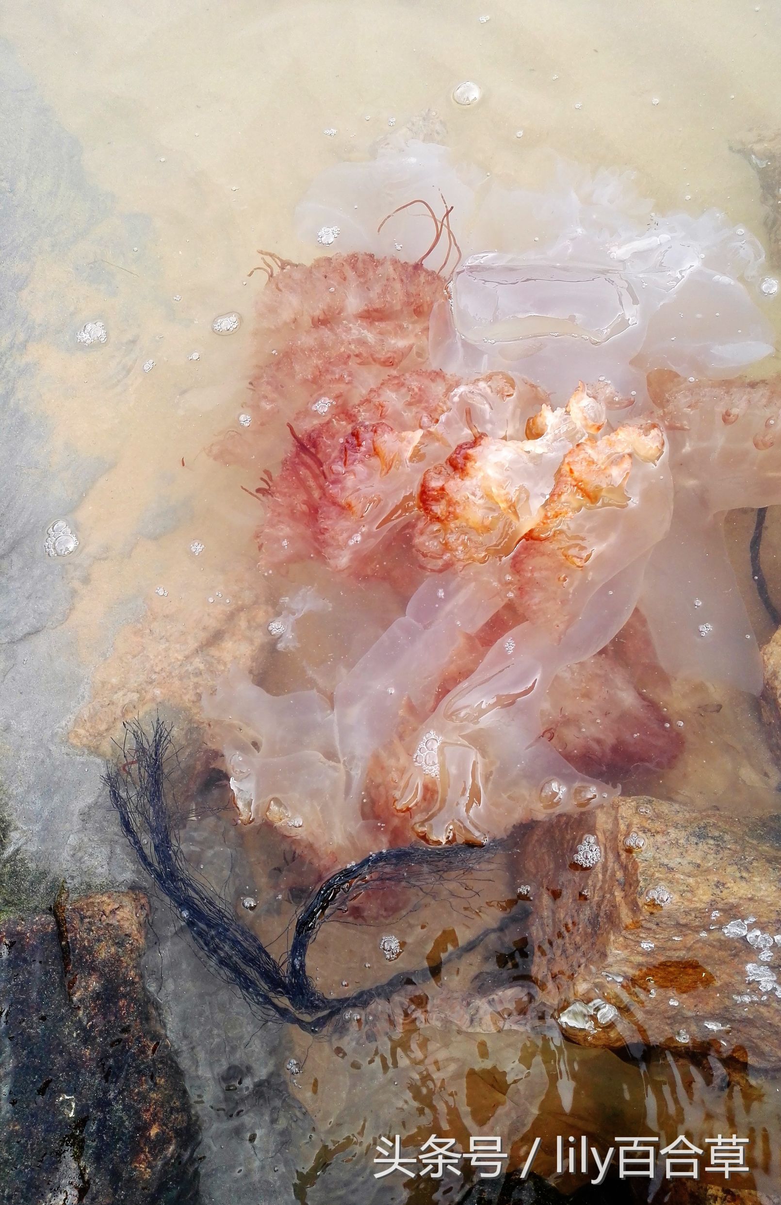 在海边碰到巨型的大海蜇,在海边抓海参然后把它吃掉