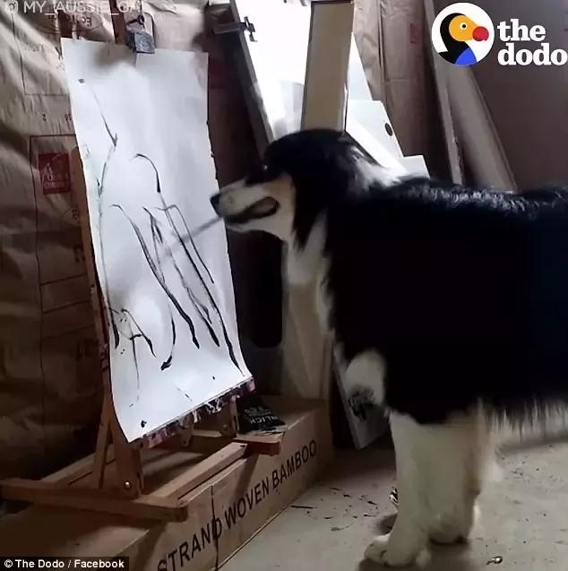 这只牧羊犬挺特别的,一只呆萌又可爱的牧羊犬