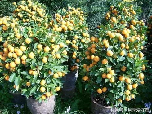 平常的日子送什么花比较好,夏秋季节送什么花合适呢