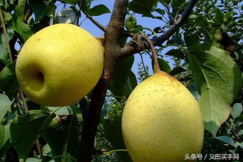 中国地理标志大会视频,国家地理标志产品官方采访