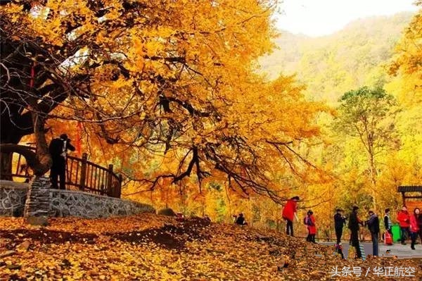 乐山最美银杏打卡地,中国最美十大银杏观赏地