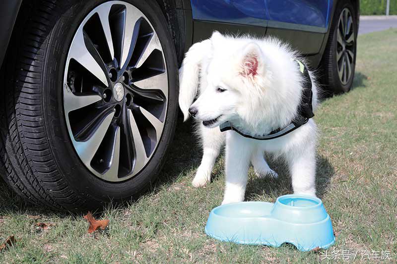 花儿与少年,花儿般的少女