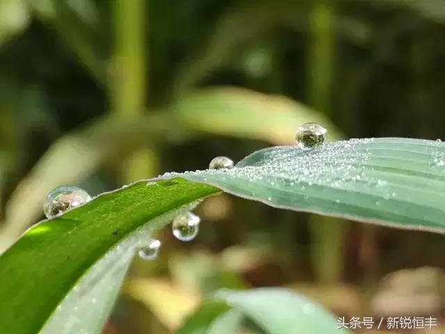 玉米育种的基本思路和方法,玉米育种的正确方法