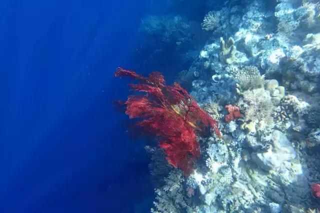 帕劳旅游吃住攻略,超强整理去帕劳不得不看的攻略