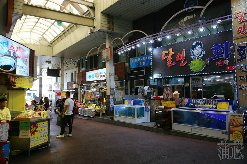 济州岛看枫叶,济州岛枫叶