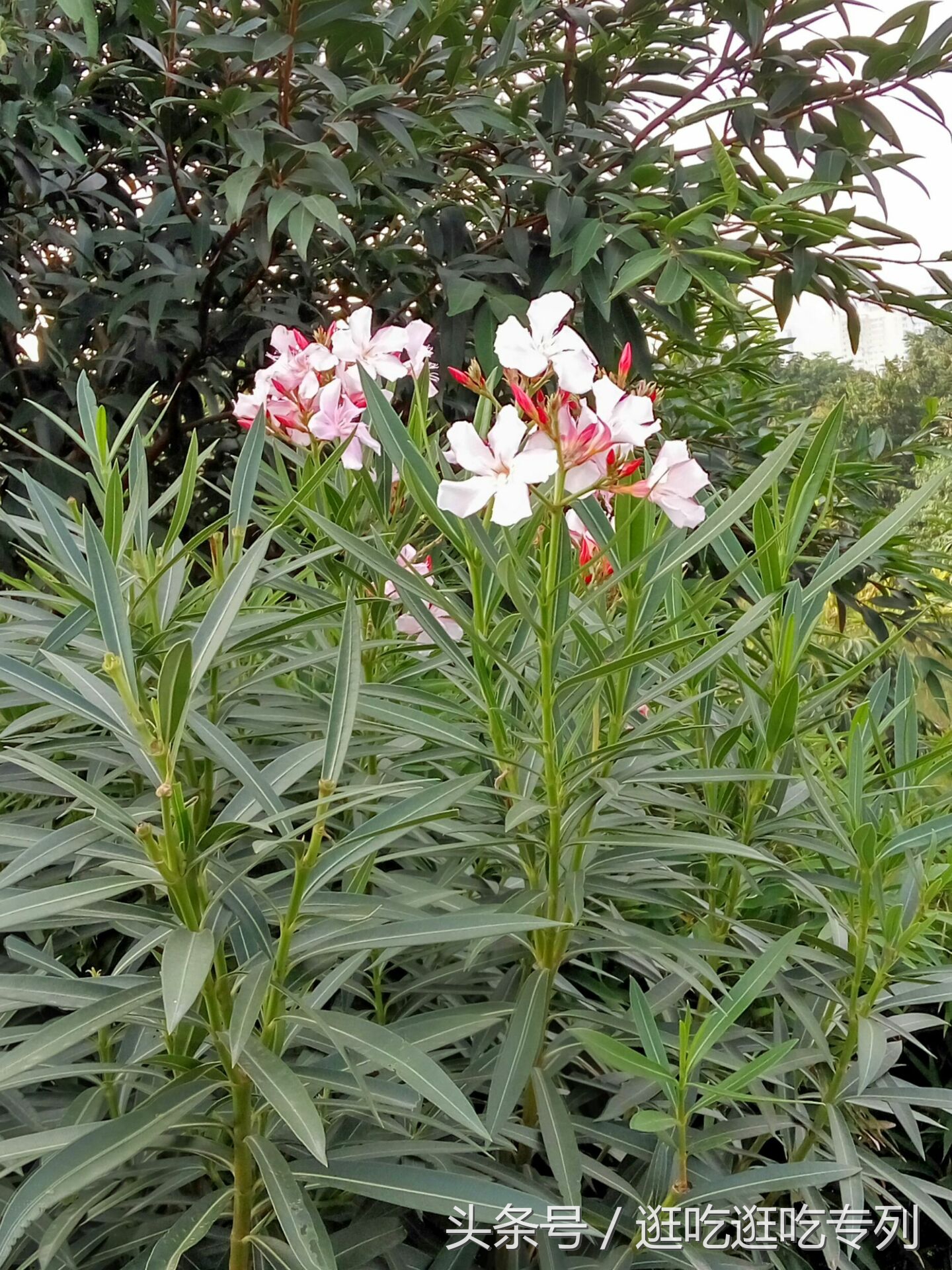 广州海珠湖文化馆,广州海珠湖公园开放时间