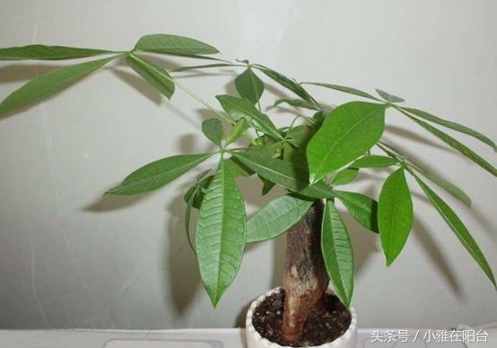 发财树叶子黄了怎么养殖,发财树叶子黄了怎么养护