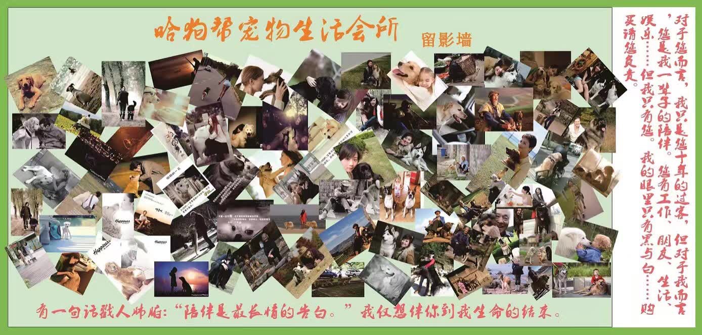 为什么狗市场的狗容易生病,狗市的狗都是病狗吗