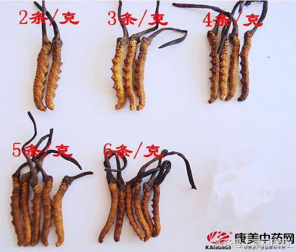 冬虫夏草到底是草还是虫,冬虫夏草是虫还是草