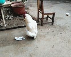 逗逼先僧：完了以后能不能给我舔舔，搞笑gif图片合集6