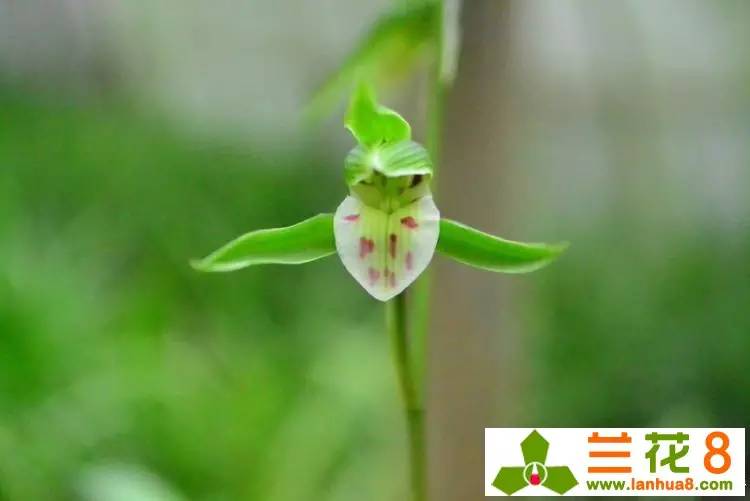 巧治兰花小黑飞,巧治兰花黑斑病