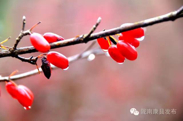 阳坝:遗落在时光深处的慢生活