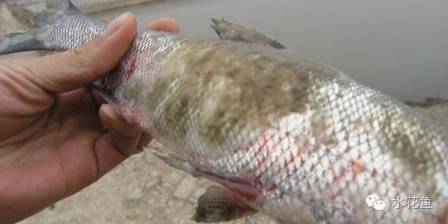 鱼类水霉病照片,春季鱼类水霉病症状