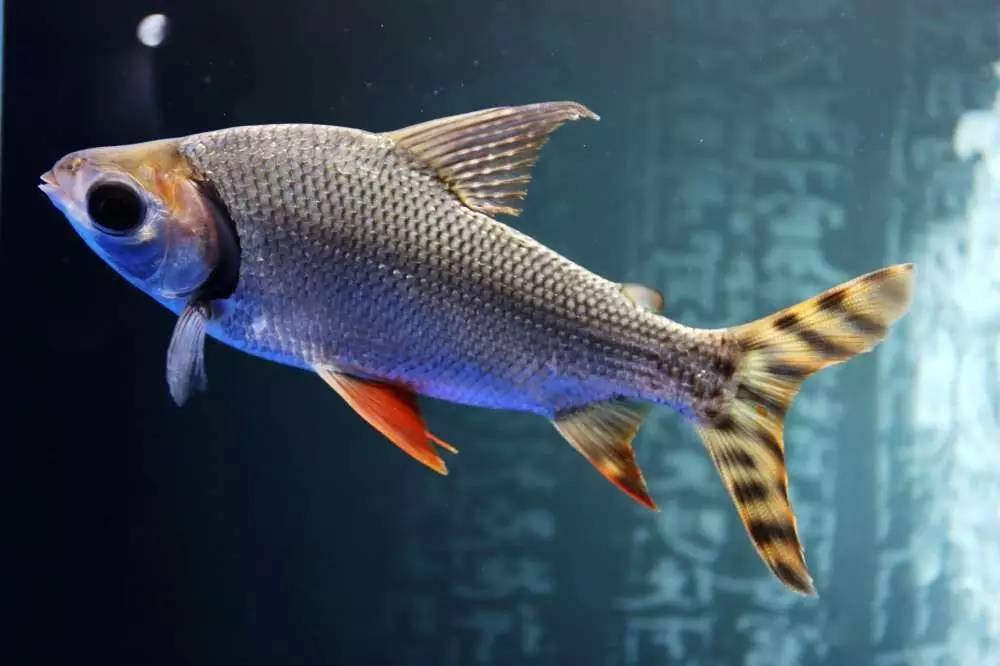 我爱龙鱼，为之疯狂