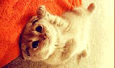 宠物征集活动,宠物征集令