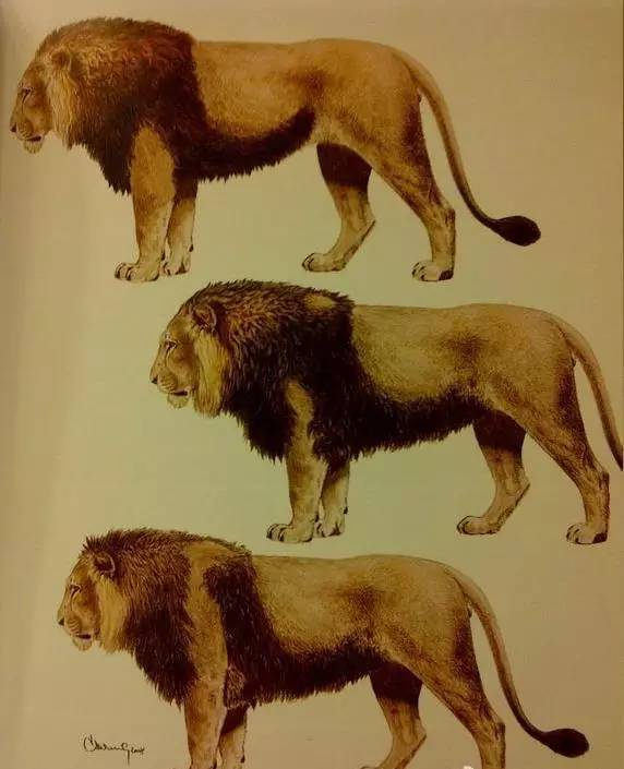 老虎和狮子哪个后肢力量更厉害,古代老虎和狮子对战的纪录