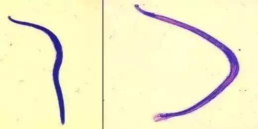 公开课狗狗,狗狗拉肚子吐了不吃饭什么原因