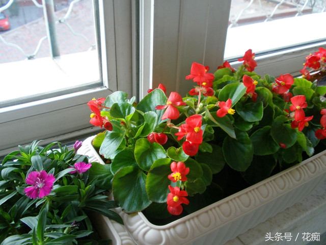 一年四季花开不断的海棠,四季海棠一年四季都开花吗