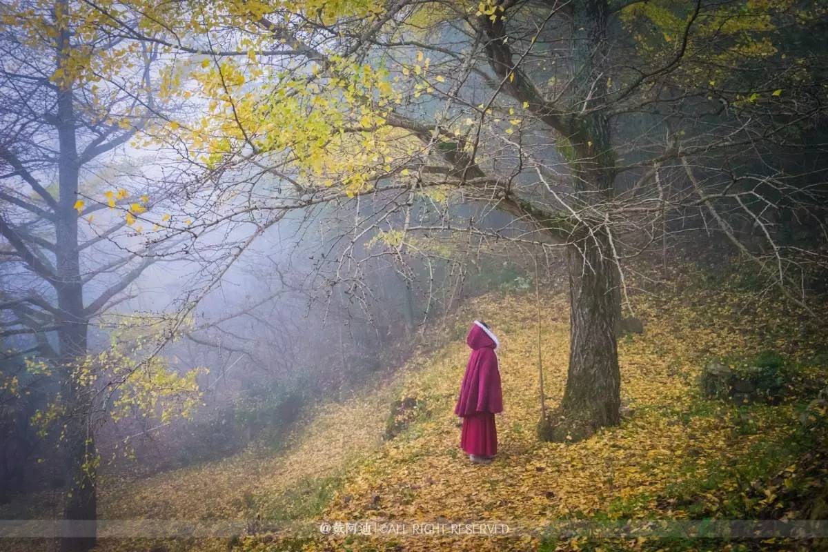 今年最后银杏金秋，现在出发还来得及！