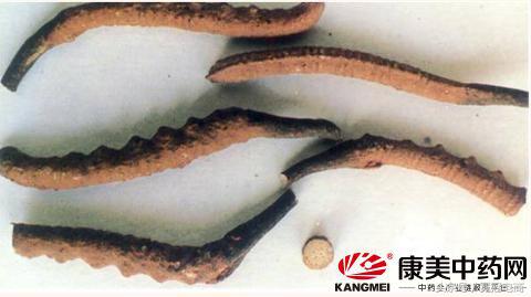 冬虫夏草到底是草还是虫,冬虫夏草是虫还是草