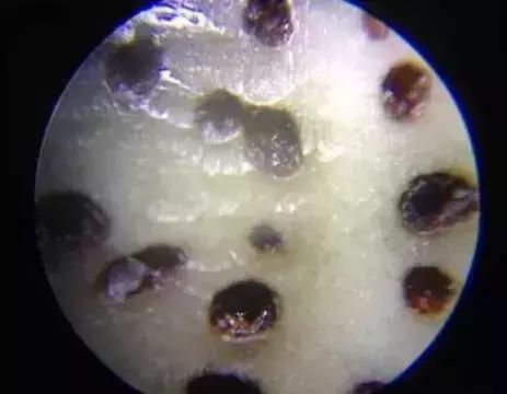 星月菩提刚开始玩就碰水变红了,星月菩提泡液体实验