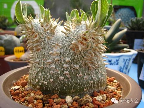 稀有和昂贵的多肉有哪些 (五种濒临灭绝的多肉)