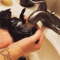 这不科学最不喜欢水的喵星人竟然带着浴帽洗澡还一脸享受