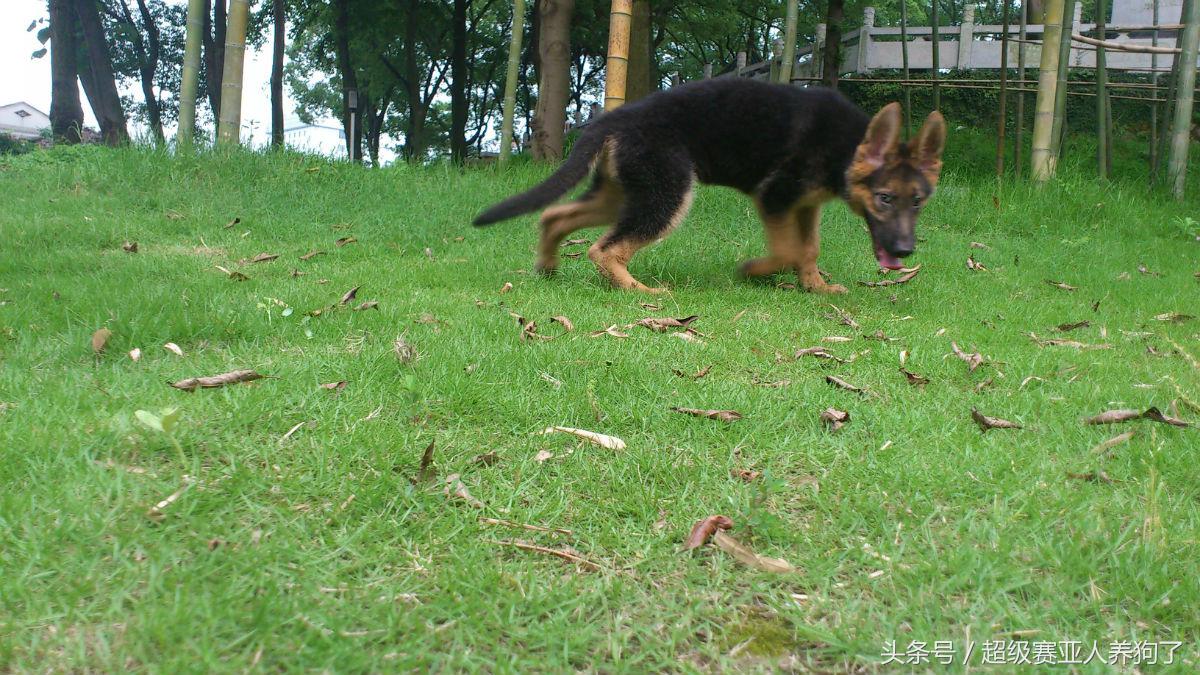 让叉拐、外八远离你的爱犬