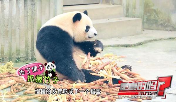 大熊猫第六个手指,大熊猫前手有几个手指