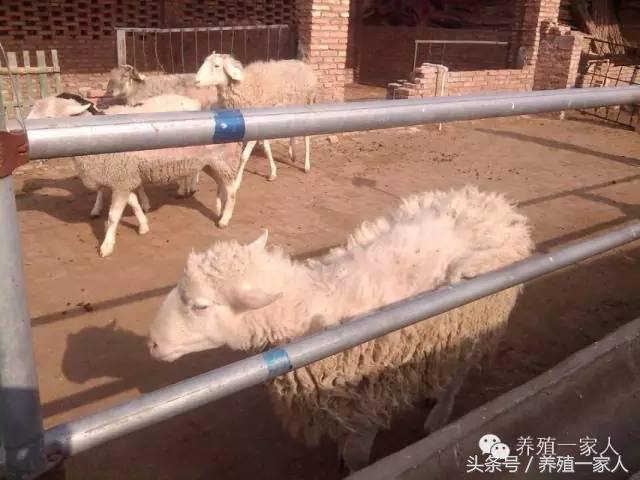 为什么羊群会出现羊欺负羊的现象,羊在放牧时总是啃土怎么回事