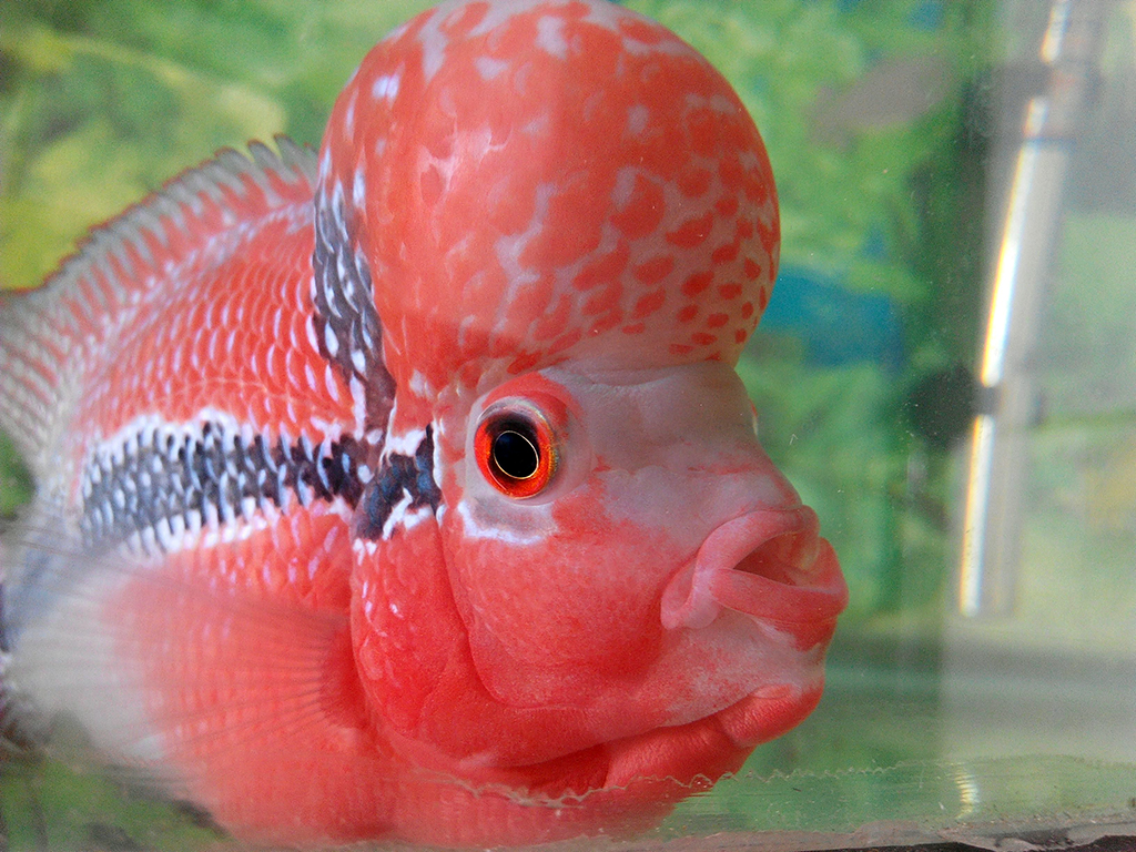 罗汉鱼怎么饲养为最佳,罗汉鱼正确饲养技巧图解