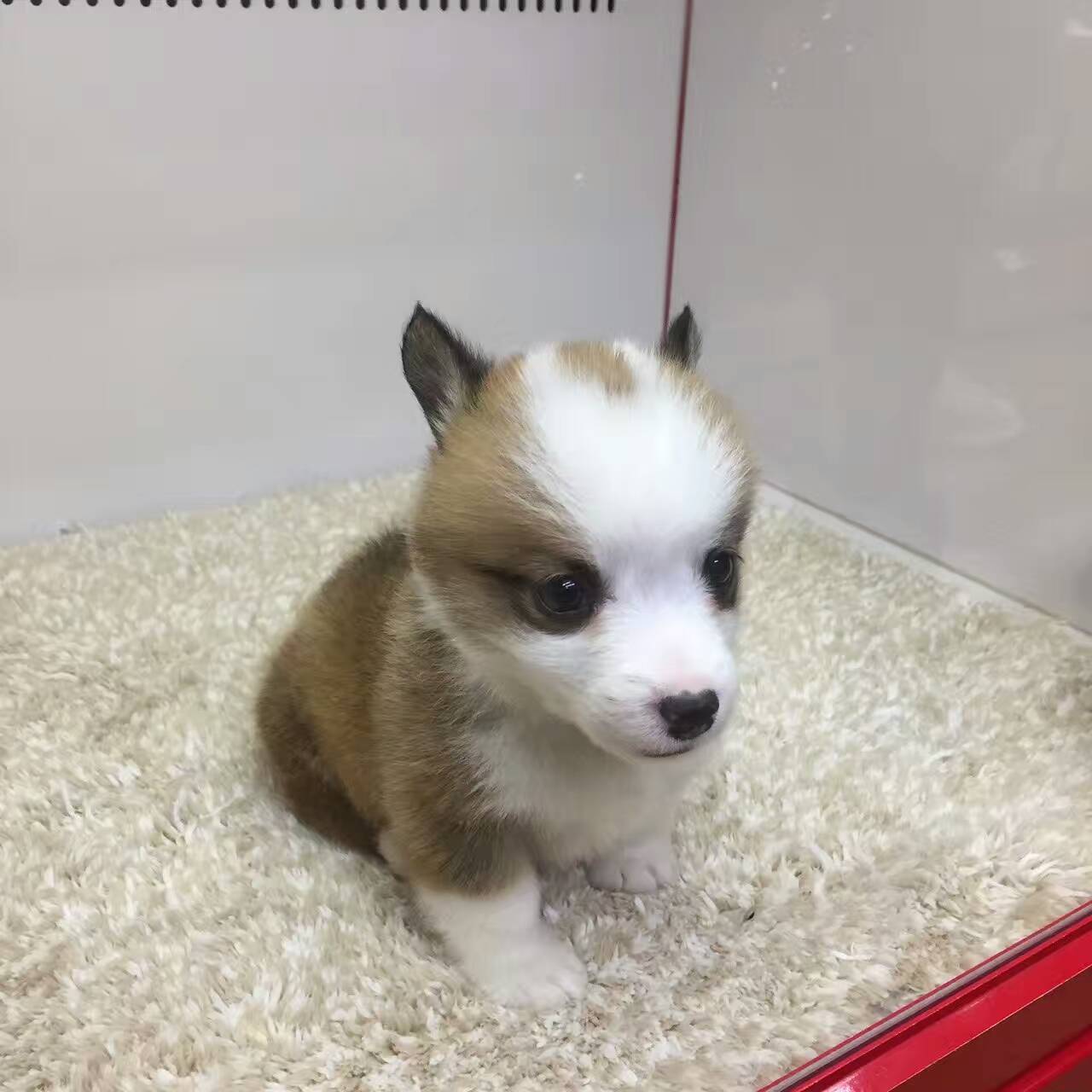 林更新和王思聪互动,林更新跟王思聪最新互动