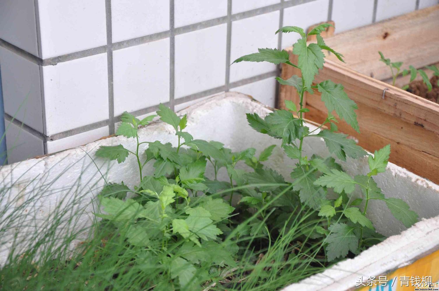 阳台无土栽培蔬菜靠谱吗,家庭阳台保健蔬菜的无土栽培技术