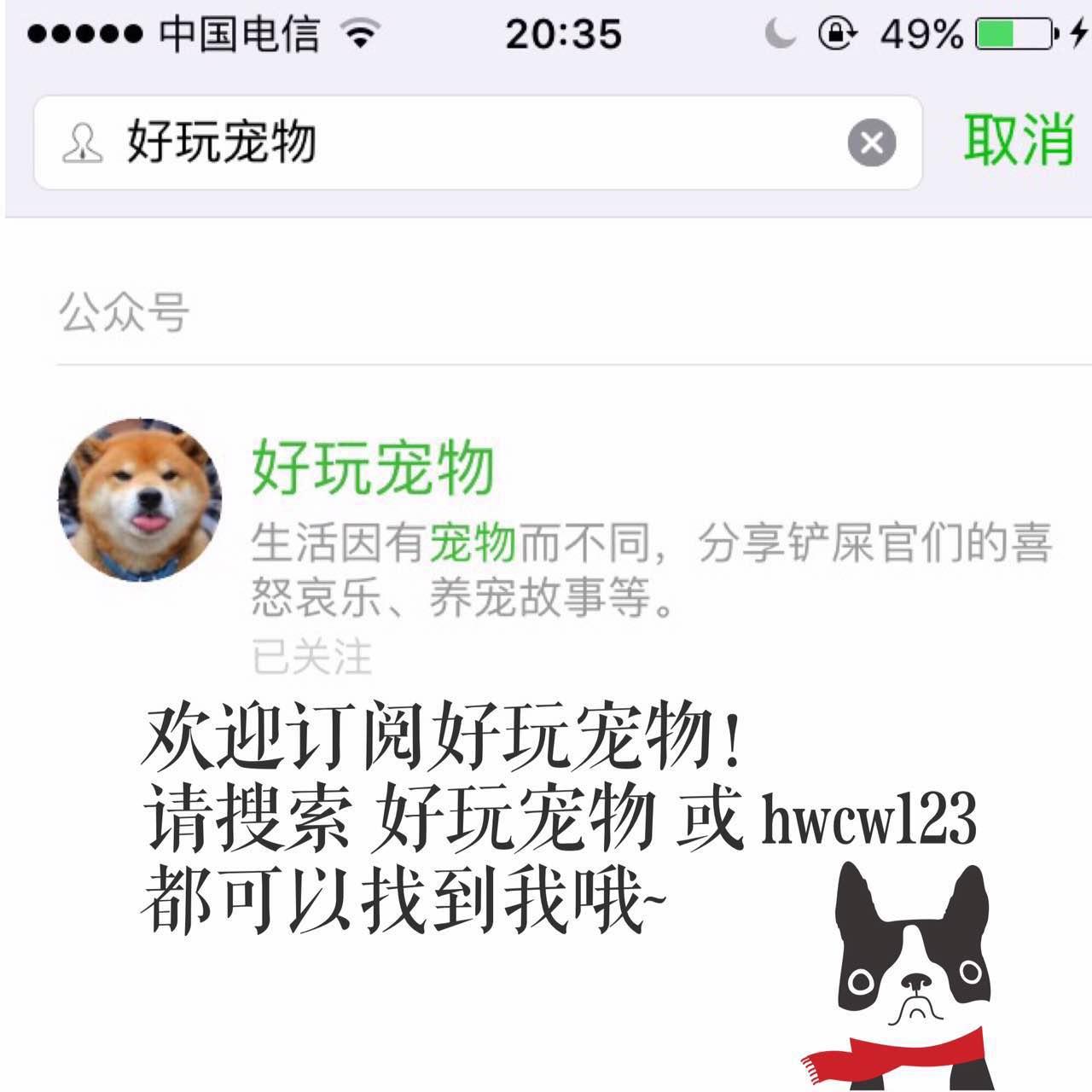 泰迪怀孕了会变得很瘦吗,泰迪怀孕后期为什么特别瘦
