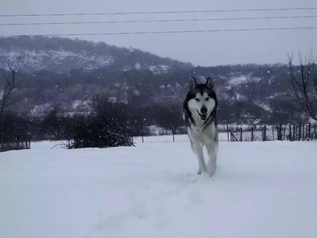 哈士奇的缺点和优点小型犬,狗的品种哈士奇的特点和性格