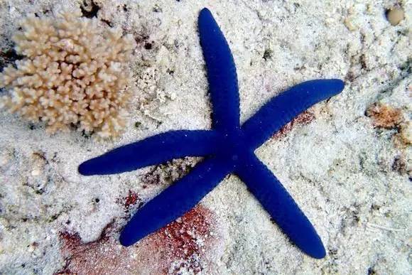 帕劳上帝水族馆介绍,帕劳上帝水族馆攻略