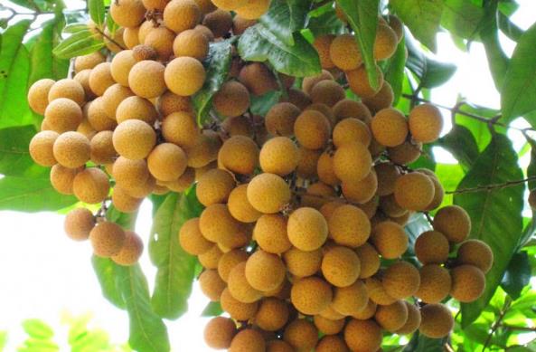 桂圆的正确吃法和功效,桂圆的正确吃法和禁忌