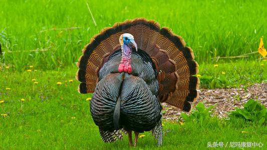 火鸡吃多了对身体有什么不好处,火鸡吃了对身体有什么影响