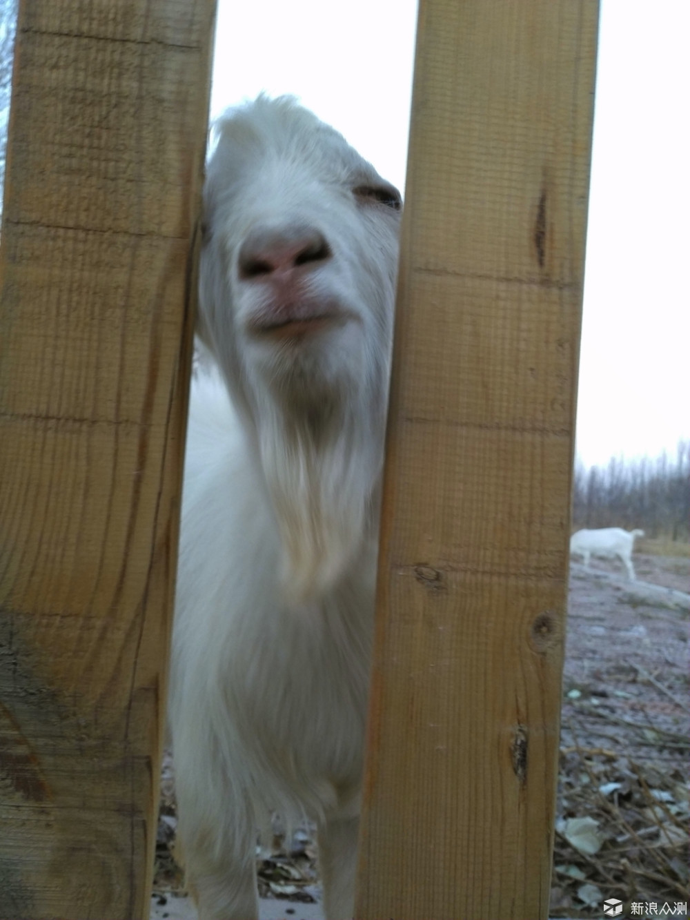 锤子m1是双扬声器吗,锤子m1刚出时多少钱