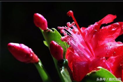 螃蟹爪花苞,螃蟹爪花稀有