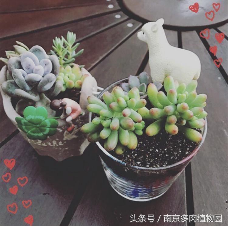 乐高积木成人款植物多肉,小玩具乐高