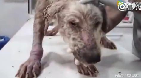 可怜狗狗被救活,可怜的狗狗死了