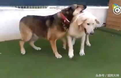 可怜狗狗被救活,可怜的狗狗死了