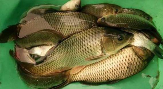 钓鱼人太牛！大风大雨中垂钓也能迎来鲤鲫大丰收